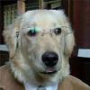 Valdemar Psi Dog Pro