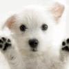 Dog Breed Selector